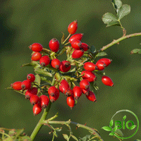 Cynorhodon - BIO - 150g