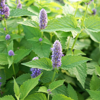 Menthe Poivrée - 50g