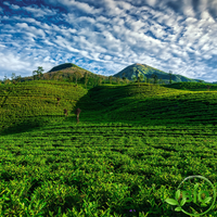 Thé noir du Vietnam - Rainforest Black Kim Tuyen - BIO