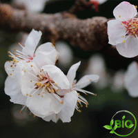 Infusion - Sous le pommier - BIO